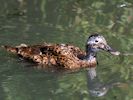 Laysan Duck (WWT Slimbridge July 2013) - pic by Nigel Key